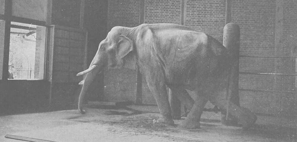 上野動物園のゾウの写真